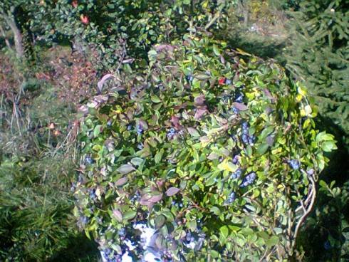 Foto.0444.jpg
