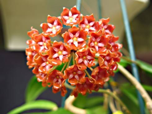 H.ilagiorum 27.6.JPG