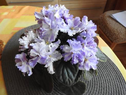 DSCN1323.jpg