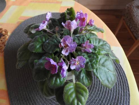 DSCN1325.jpg