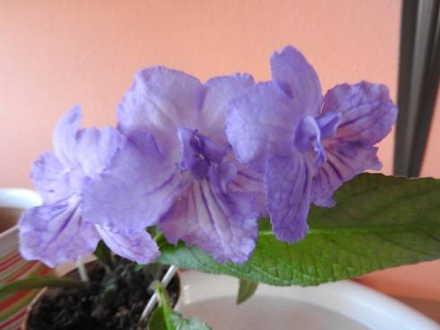 Neil's Lilac.jpg