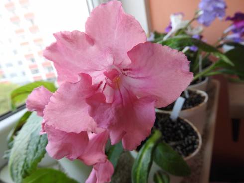 KT-Chanel No 5.jpg