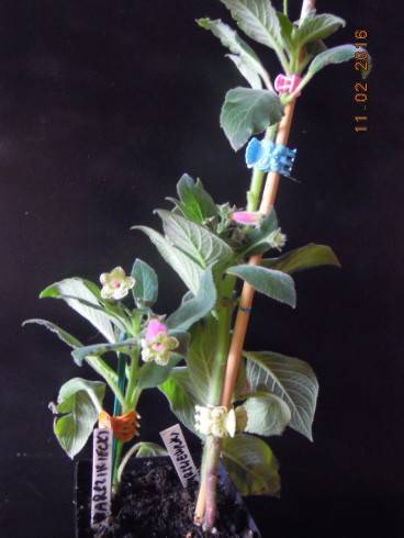 Kohleria warszewiczii.jpg