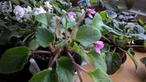 WP_20181110_12_27_17_Pro[1].jpg