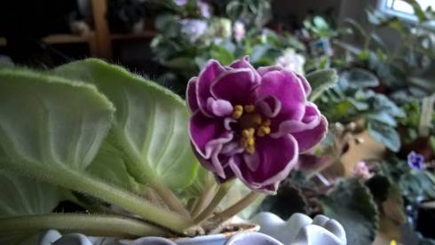 WP_20181110_12_26_09_Pro[1].jpg