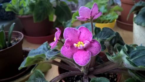 WP_20181110_12_25_23_Pro[1].jpg