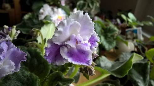 WP_20181110_12_23_31_Pro[1].jpg