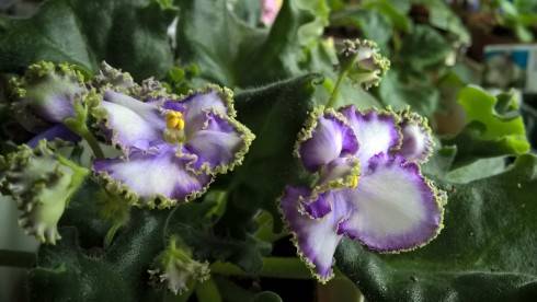 WP_20181110_12_19_12_Pro[1].jpg