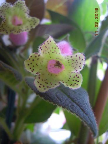 Kohleria warszewiczii.jpg