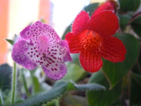 Elvira, Kohleria eriantha.jpg