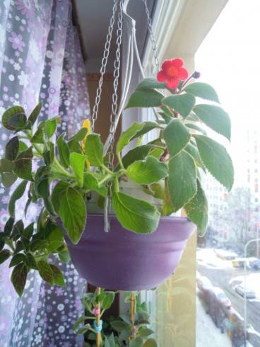 Kohleria eriantha.jpg