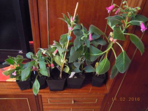 DSCN6801.JPG