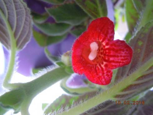 Kohleria eriantha.jpg