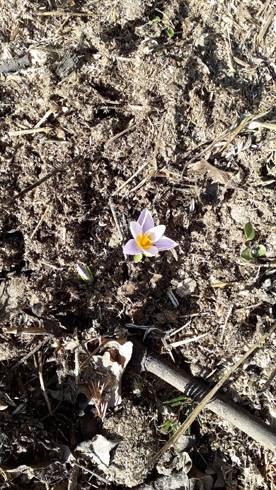 1. krokus so 23.2.jpg
