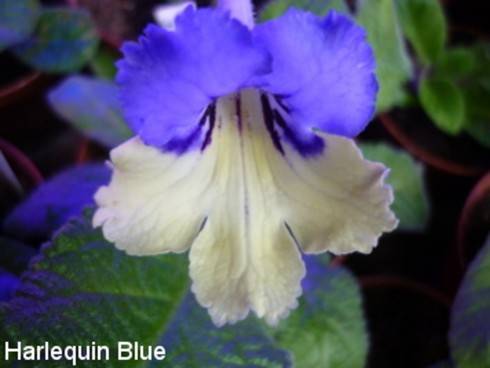 Harlequin Blue.jpg