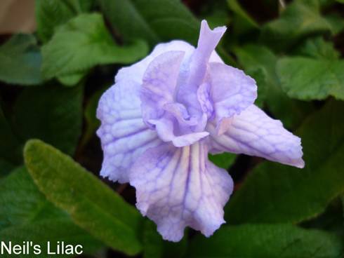 Neil's Lilac.jpg
