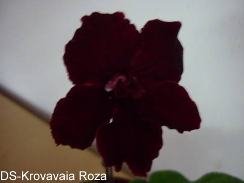 DS-Krovavaia Roza.jpg