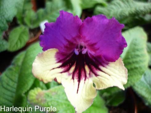 Harlequin Purple.jpg