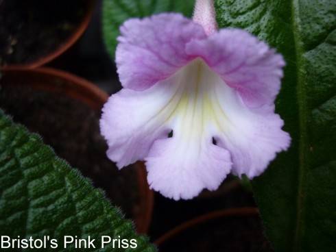 Bristol's Pink Priss.jpg