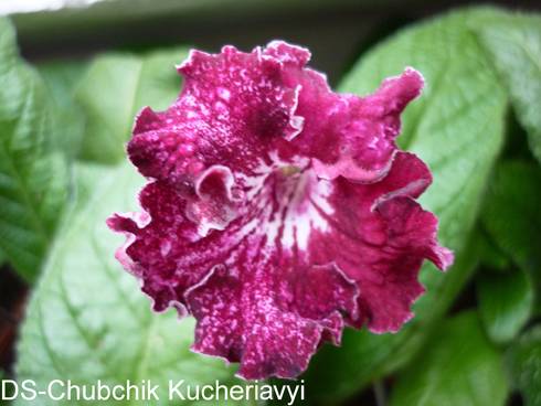 DS-Chubchik Kucheriavyi.jpg