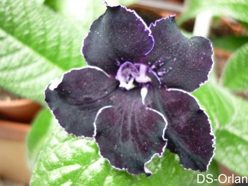 DS-Orlan.jpg