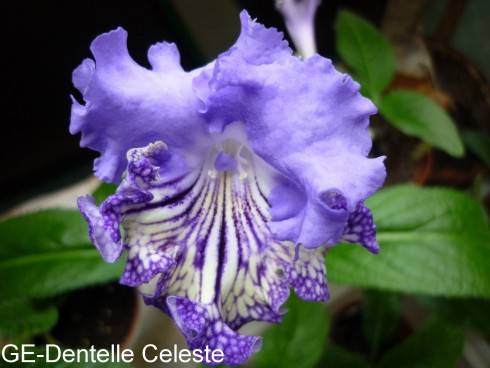 GE-Dentelle Celeste.jpg