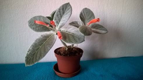 Sinningia leucotricha.jpg