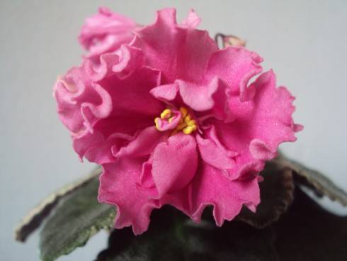 Buckeye Bubblegum.jpg