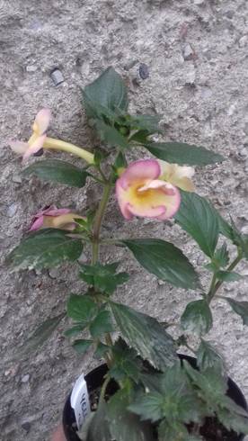 Yellow English Rose.jpg