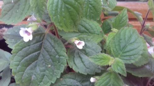 Achimenes misera.jpg