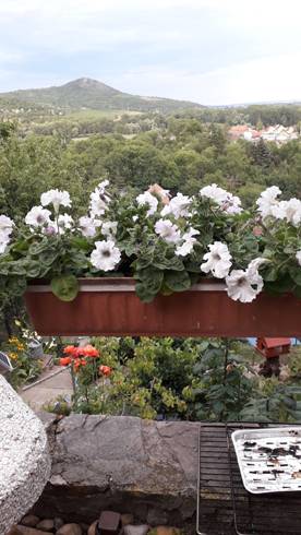 20190705_194958.jpg