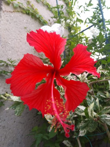 IMG_20190826_172708.jpg