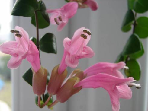 Thai Pink..jpg