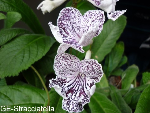 GE-Stracciatella.jpg