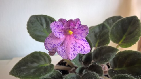 Rob's Dust Storm.jpg