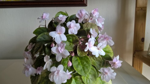 Champagne Pink.jpg