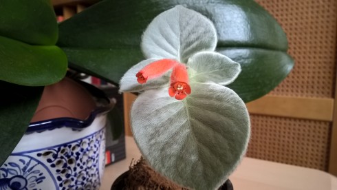 Sinningia Leucotricha.jpg
