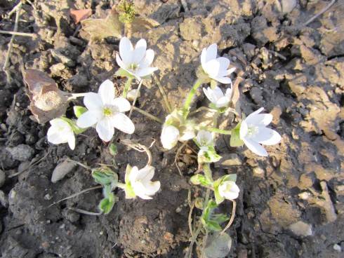IMG_4560.JPG
