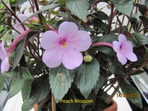 Peach Blossom.jpg