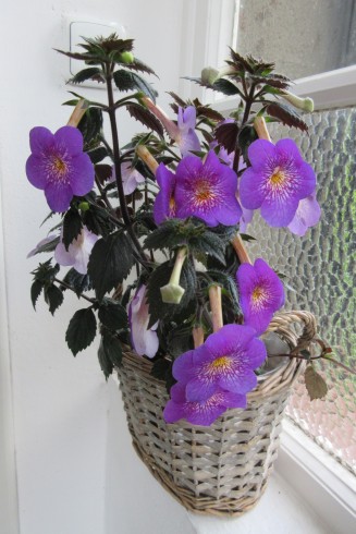 Tetra Himalayan Purple.jpg
