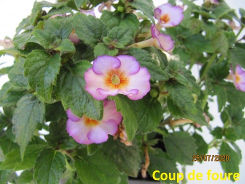 Coup de Foudre.jpg