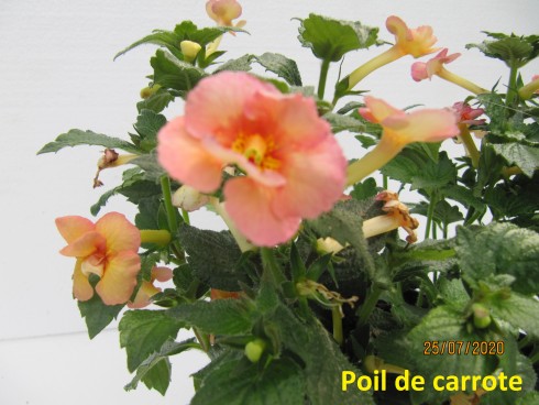 Poil de Carotte.jpg