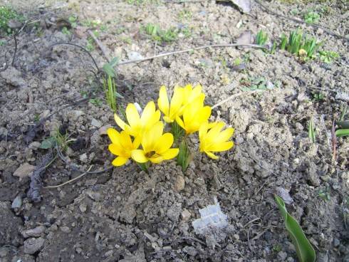 PIC_0244 Krokus s včelkou 18.3.16.JPG