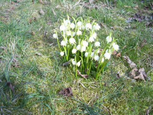 PIC_0247 Bledule 18.3.16.JPG