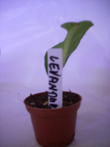 Levander jmenovka.JPG