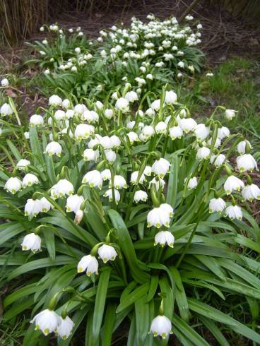 PIC_0260 Bledule 30.3.16.JPG