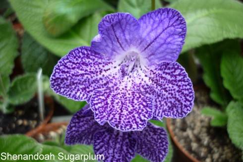 Shenandoah Sugarplum.jpg