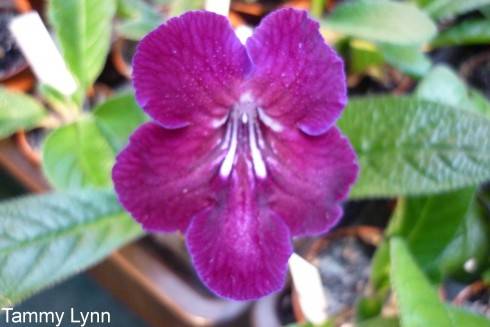 Tammy Lynn.jpg