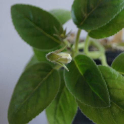 Sinningia speciosa Espirito Santo.jpg