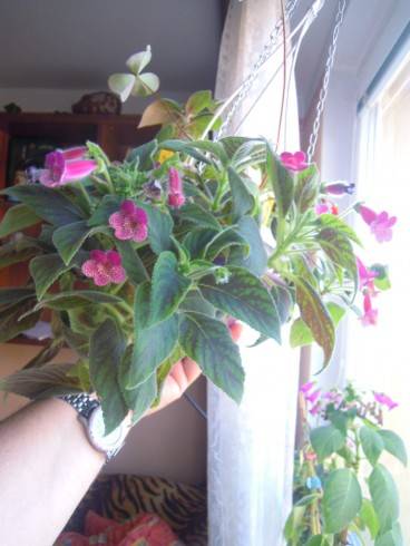 DSCN0519.JPG